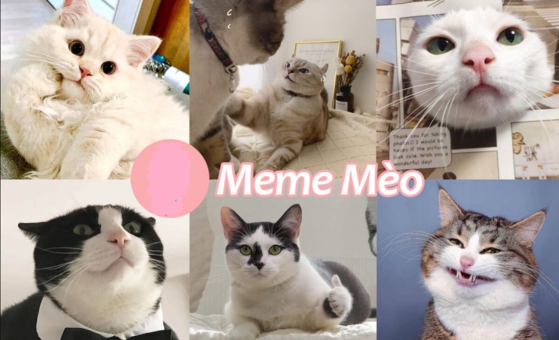 Meme mèo được netizen yêu thích và sử dụng Meme mèo được netizen yêu thích và sử dụng