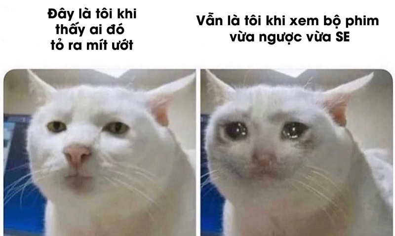 Meme mèo khóc được nhiều người sử dụng Meme mèo khóc được nhiều người sử dụng