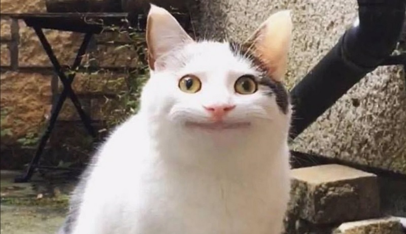 Ảnh meme mèo cười khiến ai xem cũng ôm bụng Ảnh meme mèo cười khiến ai xem cũng ôm bụng