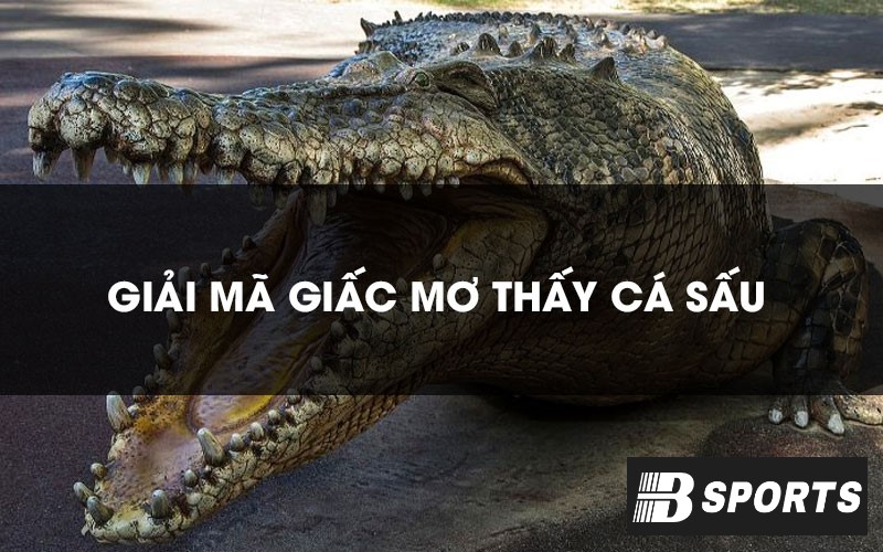 Giải mã việc nằm mơ thấy cá sấu hay nhất Bsports Giải mã việc nằm mơ thấy cá sấu hay nhất Bsports