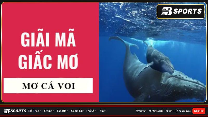 Giải mã giấc mơ thấy cá voi Giải mã giấc mơ thấy cá voi