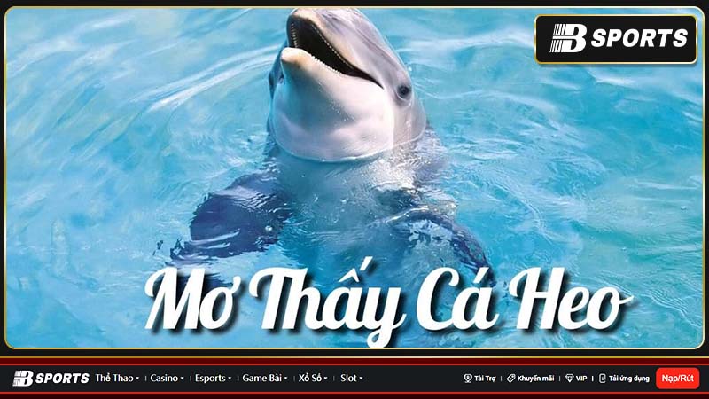 Giải mã mơ thấy cá heo Giải mã mơ thấy cá heo