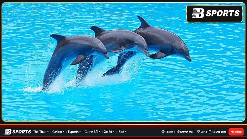 Mơ cá heo mang nhiều ý nghĩa Mơ cá heo mang nhiều ý nghĩa