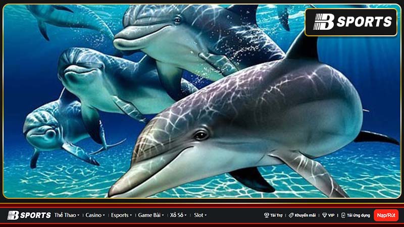 Mơ cá heo có nhiều số may mắn Mơ cá heo có nhiều số may mắn