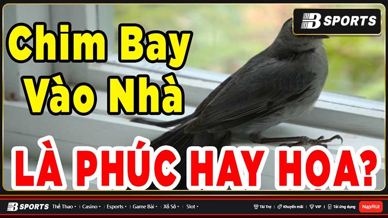Mơ thấy con chim nhỏ bay vào nhà Mơ thấy con chim nhỏ bay vào nhà